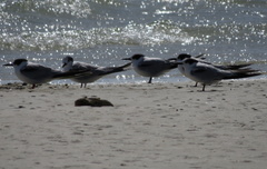 Sterna hirundo hirundo