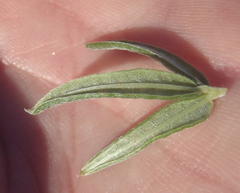 Rhynchosia chrysoscias