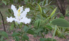 Bauhinia petersiana macrantha
