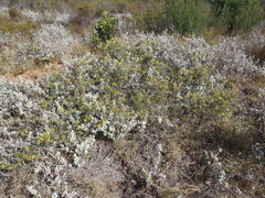 Rhynchosia chrysoscias