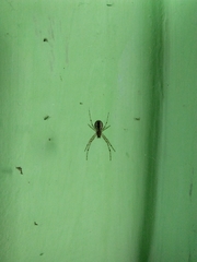 Nephilengys malabarensis