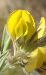 Rhynchosia chrysoscias