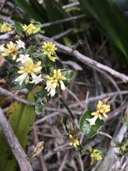 Palicourea boqueronensis