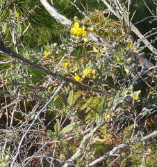 Rhynchosia chrysoscias