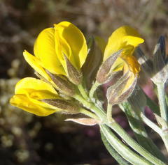 Rhynchosia chrysoscias