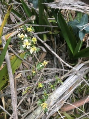 Palicourea boqueronensis