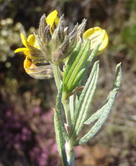 Rhynchosia chrysoscias