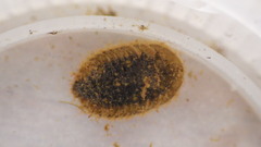 Ectopria nervosa