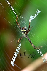 Argiope minuta