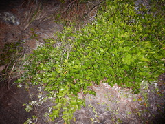 Alyxia spicata