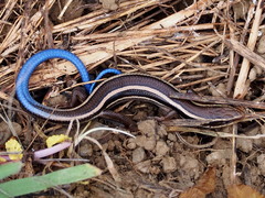 Plestiodon skiltonianus skiltonianus