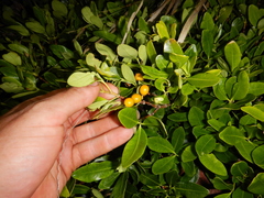Alyxia spicata