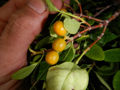 Alyxia spicata