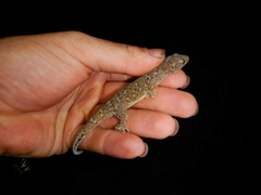 Gehyra dubia