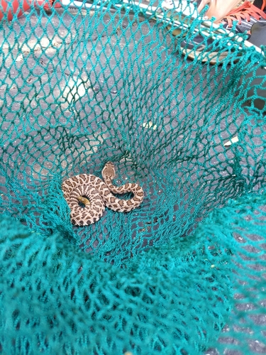 iNaturalist observation photo of Southern Pacific Rattlesnake
