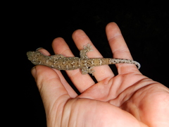 Gehyra dubia