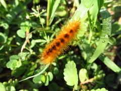 Pygarctia