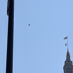 Falco peregrinus