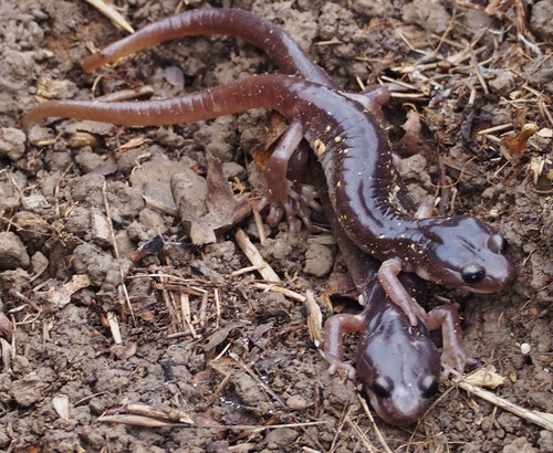 Arboreal Salamander