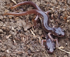 Arboreal Salamander photo 5