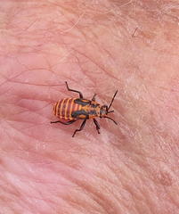 Spilostethus trilineatus