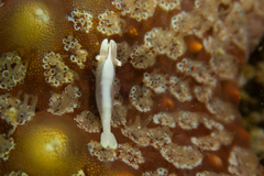 Zenopontonia soror
