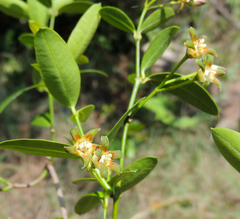Secamone gerrardii