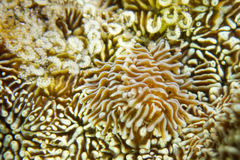 Phestilla fuscostriata