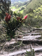Bejaria
