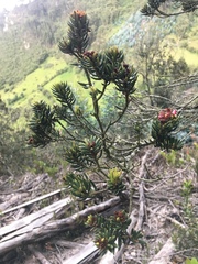 Bejaria