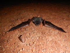 Chalinolobus gouldii