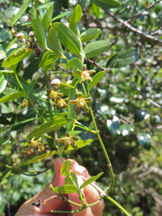 Secamone gerrardii