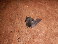 Chalinolobus gouldii