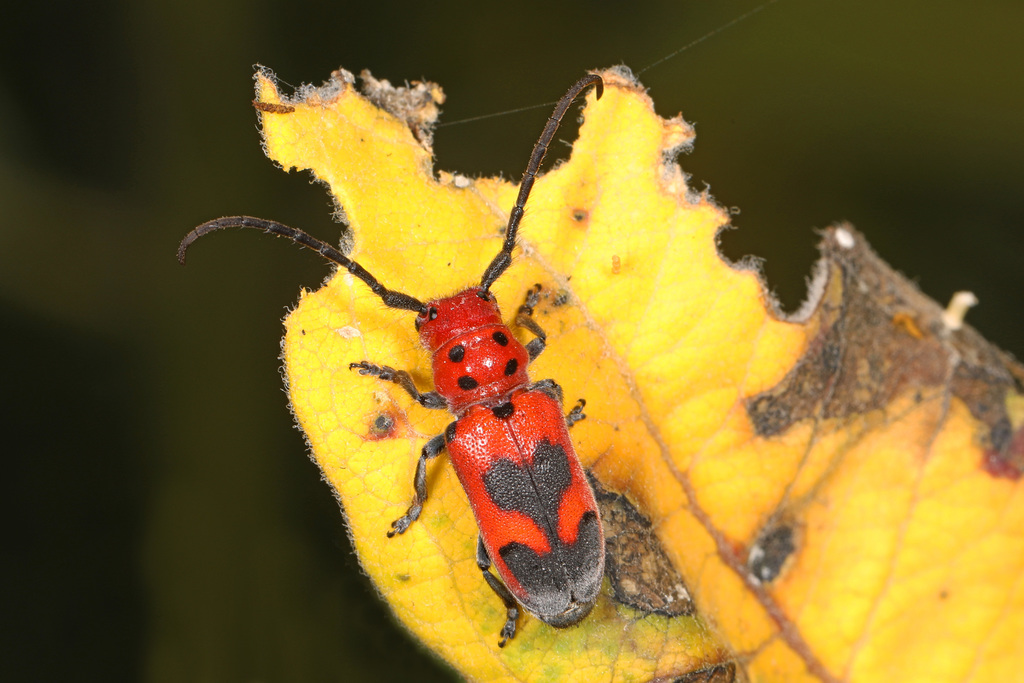 Blackened Milkweed Beetle
