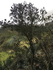 Bejaria
