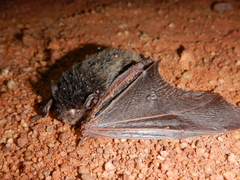 Chalinolobus gouldii