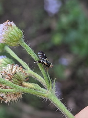 Sphaeniscus atilius