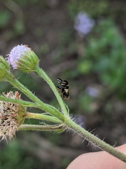 Sphaeniscus atilius