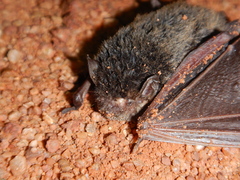 Chalinolobus gouldii