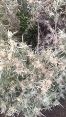 Gnaphalium exilifolium