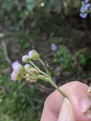 Sphaeniscus atilius