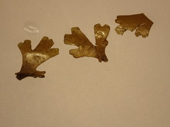 Dictyota falklandica