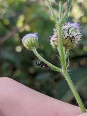 Sphaeniscus atilius