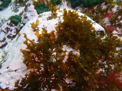 Dictyota falklandica