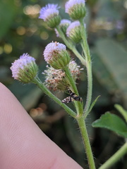 Sphaeniscus atilius