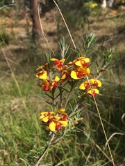 Dillwynia floribunda