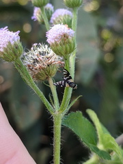 Sphaeniscus atilius