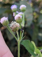 Sphaeniscus atilius