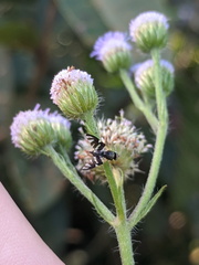 Sphaeniscus atilius