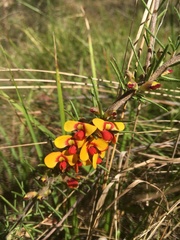 Dillwynia floribunda